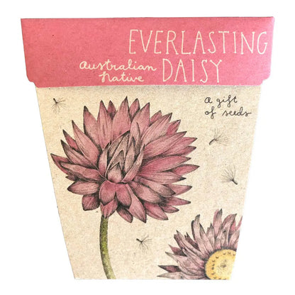 SOW 'N SOW - Gift of Seeds - Everlasting Daisy